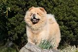 CHOW CHOW 680